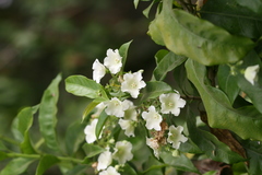Vallaris solanacea